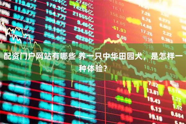 配资门户网站有哪些 养一只中华田园犬，是怎样一种体验？